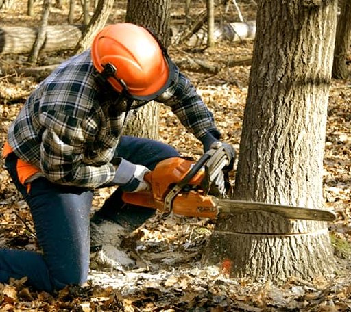 Tree Removal in Sunapee, NH